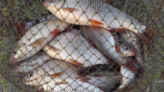 � ����������� ������ ������� ����������� ������� ������� �� �������������