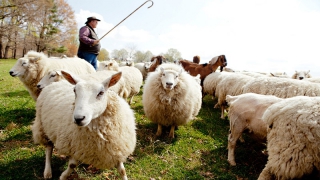 В Ровенском районе мужчина убил пастуха палкой