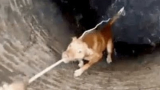 Спасатели достали из колодца упавшую собаку Спасатели достали из колодца упавшую собаку