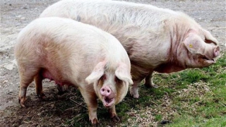 Владельцы сожженных свиней получили больше миллиона рублей Владельцы сожженных свиней получили больше миллиона рублей