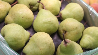 В Саратовской области раздавили более 1,5 тонн груши из Польши В Саратовской области раздавили более 1,5 тонн груши из Польши