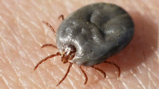 В Саратовской области клещи напали на 174 человека В Саратовской области клещи напали на 174 человека