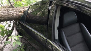 В Саратове дерево рухнуло на ехавшую машину и превратило ее в утиль