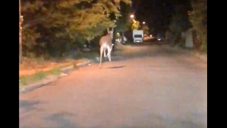 Очевидцы сняли на видео скачущего по улице Саратова лося