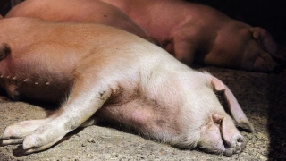 � �������������� ������ ������ �������� ����������� �����