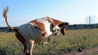 Женщина отсудила у саратовца 120 тысяч за нападение коровы Женщина отсудила у саратовца 120 тысяч за нападение коровы