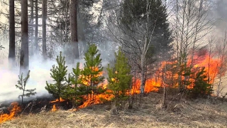 За двое суток в Саратовской области произошло 5 лесных пожаров