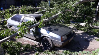 В Саратове упавшее дерево придавило 3 автомобиля