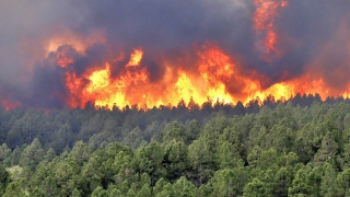 В Саратовской области леса сгорели на 18 млн рублей. Возбуждены 4 уголовных дела