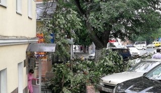 Упавшее дерево перекрыло движение по улице Кутякова