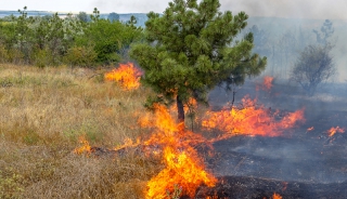 Саратовская прокуратура: В МЧС не поймали ни одного виновника 130 природных пожаров