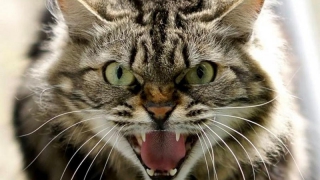 Губернатор объявил карантин в Карпенке после смерти бешеного кота Губернатор объявил карантин в Карпенке после смерти бешеного кота