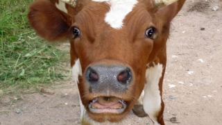 Из-за погибшей от бешенства коровы в летнем лагере установили карантин Из-за погибшей от бешенства коровы в летнем лагере установили карантин