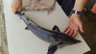 Саратовчанку осудили в Астрахани за покупку охраняемой рыбы