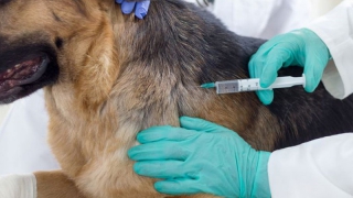 Покусавшая мальчика в Ершове собака была не привита от бешенства Покусавшая мальчика в Ершове собака была не привита от бешенства