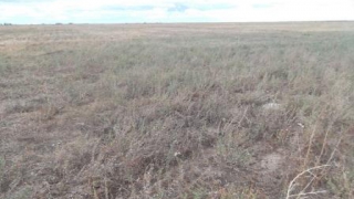 В Питерском районе оштрафовали мужчину за заросшее деревьями поле В Питерском районе оштрафовали мужчину за заросшее деревьями поле