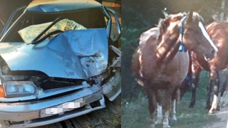 Под Марксом «ВАЗ» с тремя детьми сбил лошадь и врезался в дерево Под Марксом «ВАЗ» с тремя детьми сбил лошадь и врезался в дерево