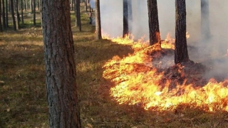 В Энгельсском районе сгорел лес на площади 60 тысяч квадратных метров
