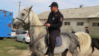 В саратовской полиции отвергли обвинения в голодоморе ведомственных лошадей