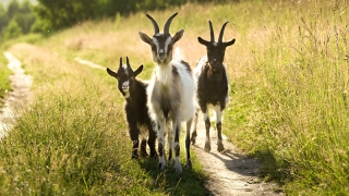 � ������������� ������ ����������� ������ ��������� � �������� ���