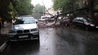На Соборной дерево повредило три машины и перегородило дорогу На Соборной дерево повредило три машины и перегородило дорогу