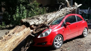 На Шехурдина дерево раздавило автомобиль «Опель Корса»