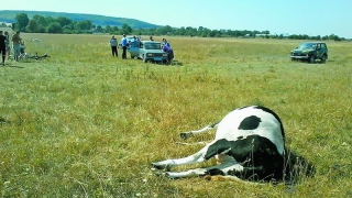 Житель Вольского района застрелил корову из нелегального оружия