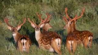 � ����������� ������� ��������� ����� �� ����������� � ��������� ������