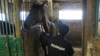 Ветеринары назначили интенсивную терапию истощенным полицейским лошадям