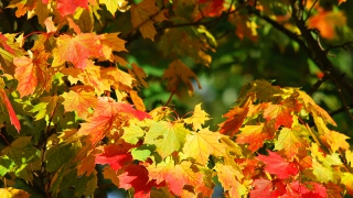 ��� ������ � ����������� ������� ����� ��������� ����� � ��� �������