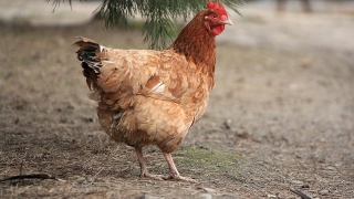 � �������� ������������ �� ������ ���� ��������� � �������� 10 ���������� ���