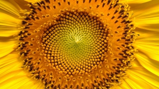 Саратовская область занимает первое место в России по сбору подсолнечника Саратовская область занимает первое место в России по сбору подсолнечника