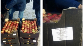 В регион не пустили польские  яблоки из Казахстана