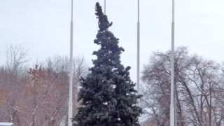 В Заводском районе пожаловались на кривую новогоднюю елку возле администрации