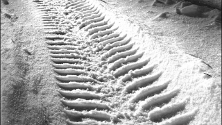 ����������� ��� � ����� ������������ ��� ���������. �����������