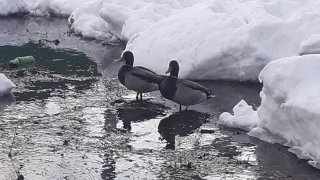 � ����������� ����� �� ���������� ����� ���������� ����