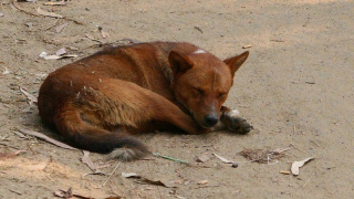В Аткарске ввели карантин из-за найденного на птицефабрике трупа бешеного пса В Аткарске ввели карантин из-за найденного на птицефабрике трупа бешеного пса
