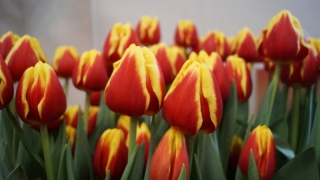 � ������ �������� ������������� ������� ����