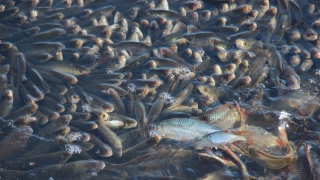 В Мокроусе вода в водопроводе стала тухлой из-за передохшей в пруду рыбы
