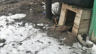 В Петровске бизнесмену грозит уголовное наказание за убийство пса на цепи