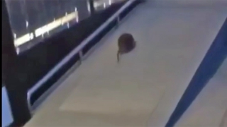 Напуганный житель Юбилейного снял на видео огромную крысу