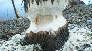 � ����� �������� ����� �������� � �������� �������