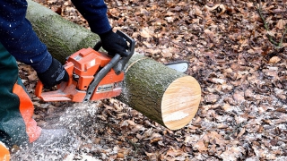 Саратовское областное лесничество уличили в бездействии при вырубке деревьев Саратовское областное лесничество уличили в бездействии при вырубке деревьев