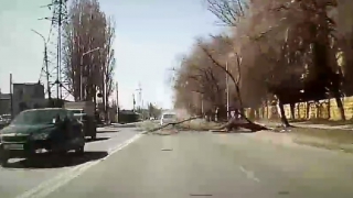 На Ново-Астраханском шоссе дерево едва не придавило «Ладу Калину» с водителем. Видео