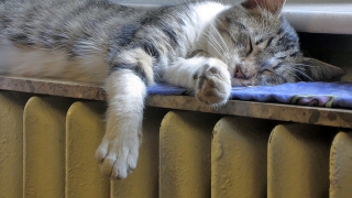 � �������� ������ ��������� ��������� ����� 4 ���