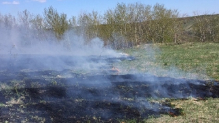 На Кумысной поляне загорелись 10-летние сосны