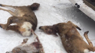 ���������-���������� ������� �� �������� ���� ����� ������