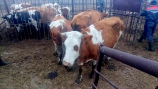 Под Саратовом главу ОПГ и его соучастников осудили за массовое хищение коров