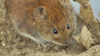В Саратове 2 тысячи гектаров земли очистили от мышей для борьбы с лихорадкой