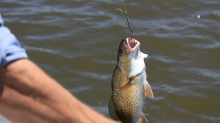 Саратовцам разрешили беспрепятственно ловить рыбу на удочки Саратовцам разрешили беспрепятственно ловить рыбу на удочки